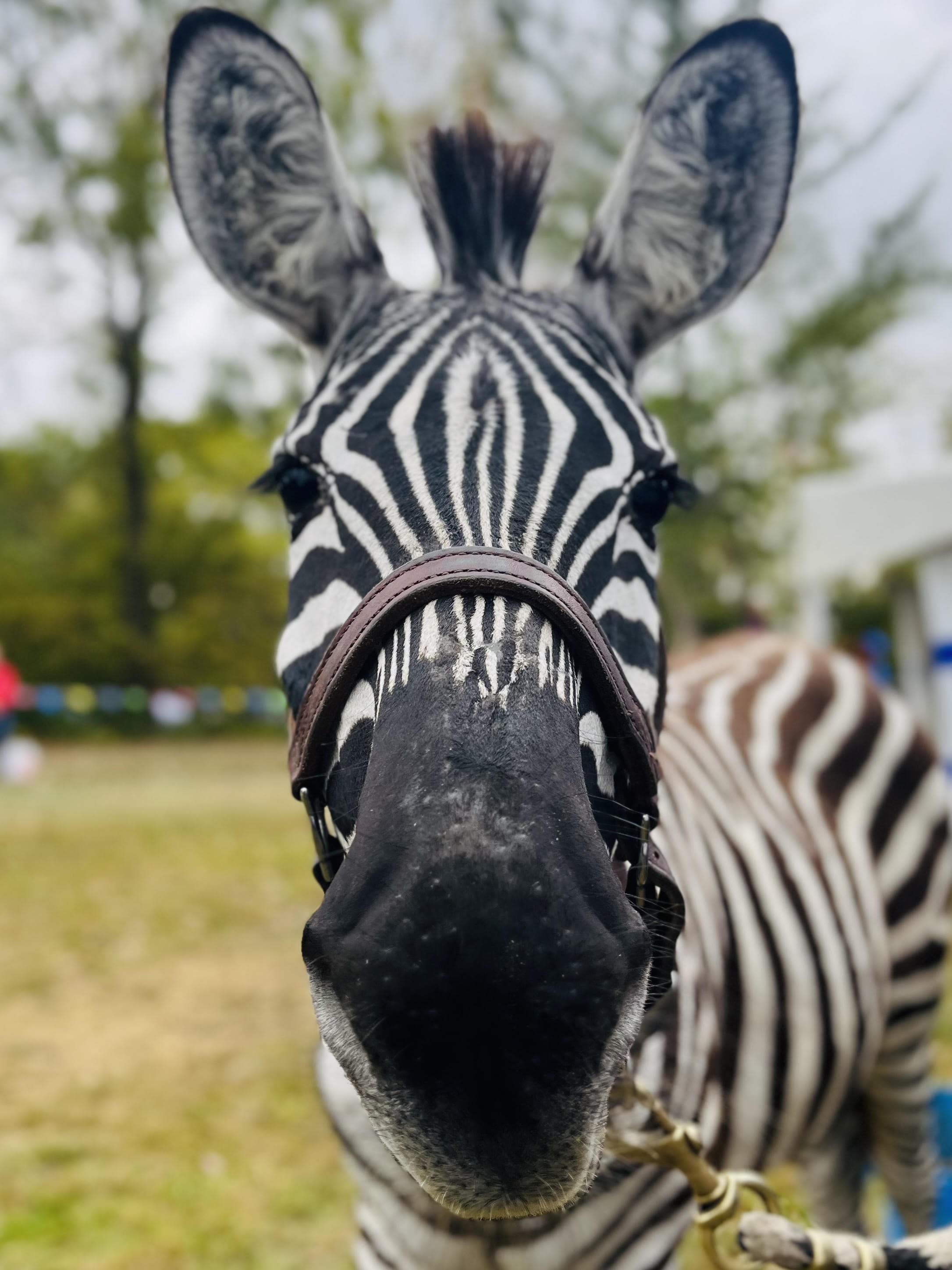 zebra at petting zoo
large petting zoo
zebra in columbus oh
zebra birthday party
horse'n round farm