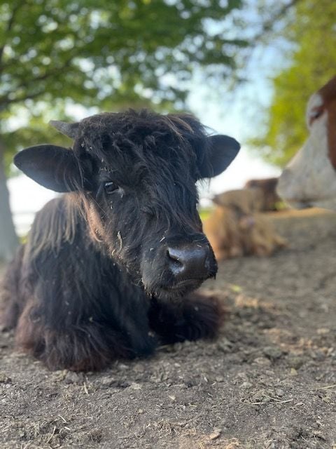 pony rides, horseback riding,petting zoo,trail rides, carriage rides, farm venue, farm tours, mount sterling oh, columbus oh, grove city oh, circleville oh
