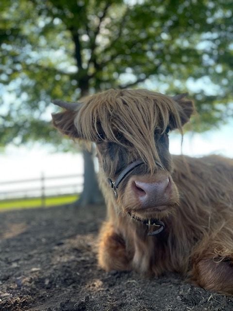 mobile petting zoo, mobile pony party, pony parties, farm venue, farm tours, zebra in ohio, water buffalo columbus oh