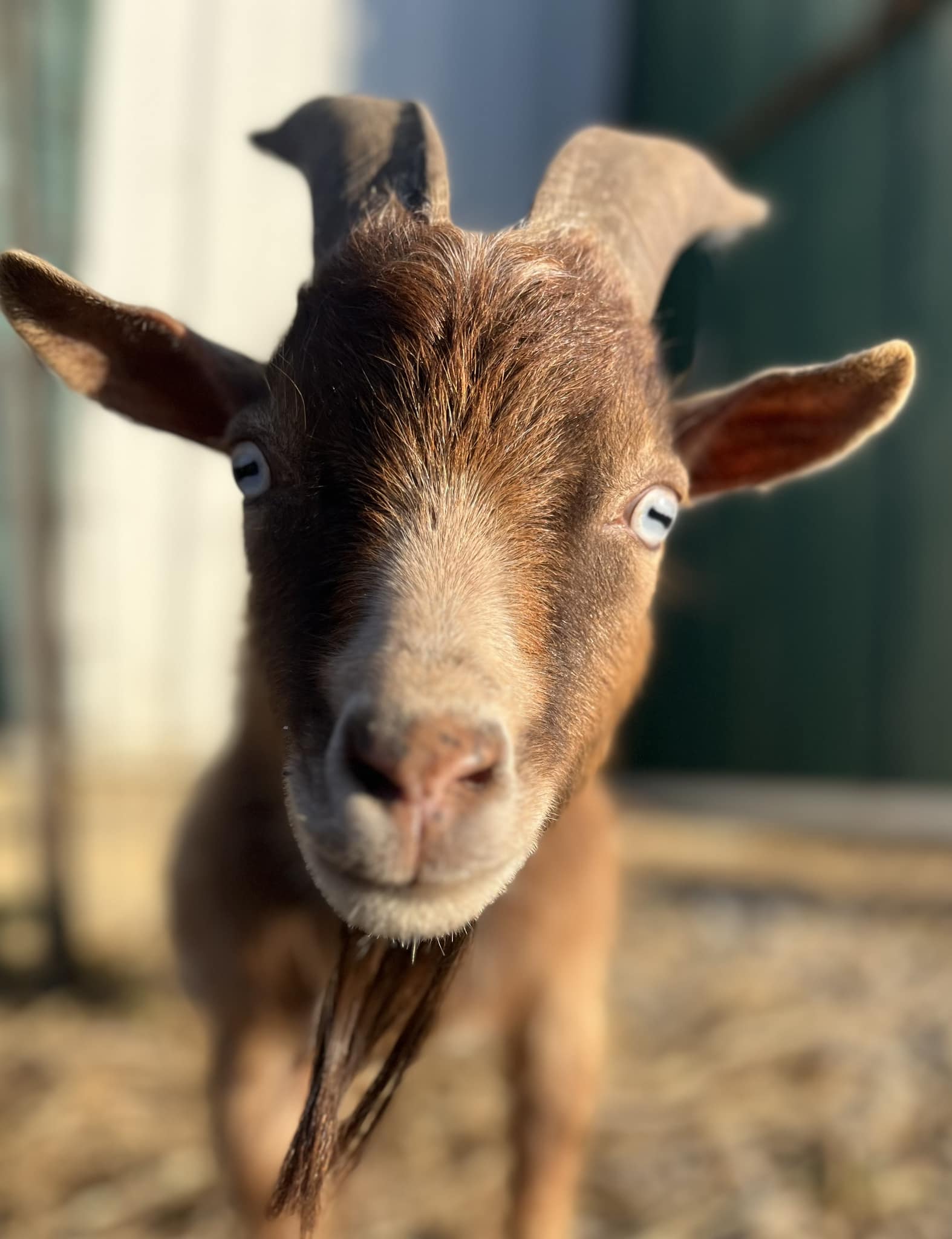 goat kid
goat in petting zoo
lead a goat
pet a goat
mobile petting zoo
farm tours
columbus ohio
grove city ohio
circleville ohio
chillicothe ohio
entertainment
