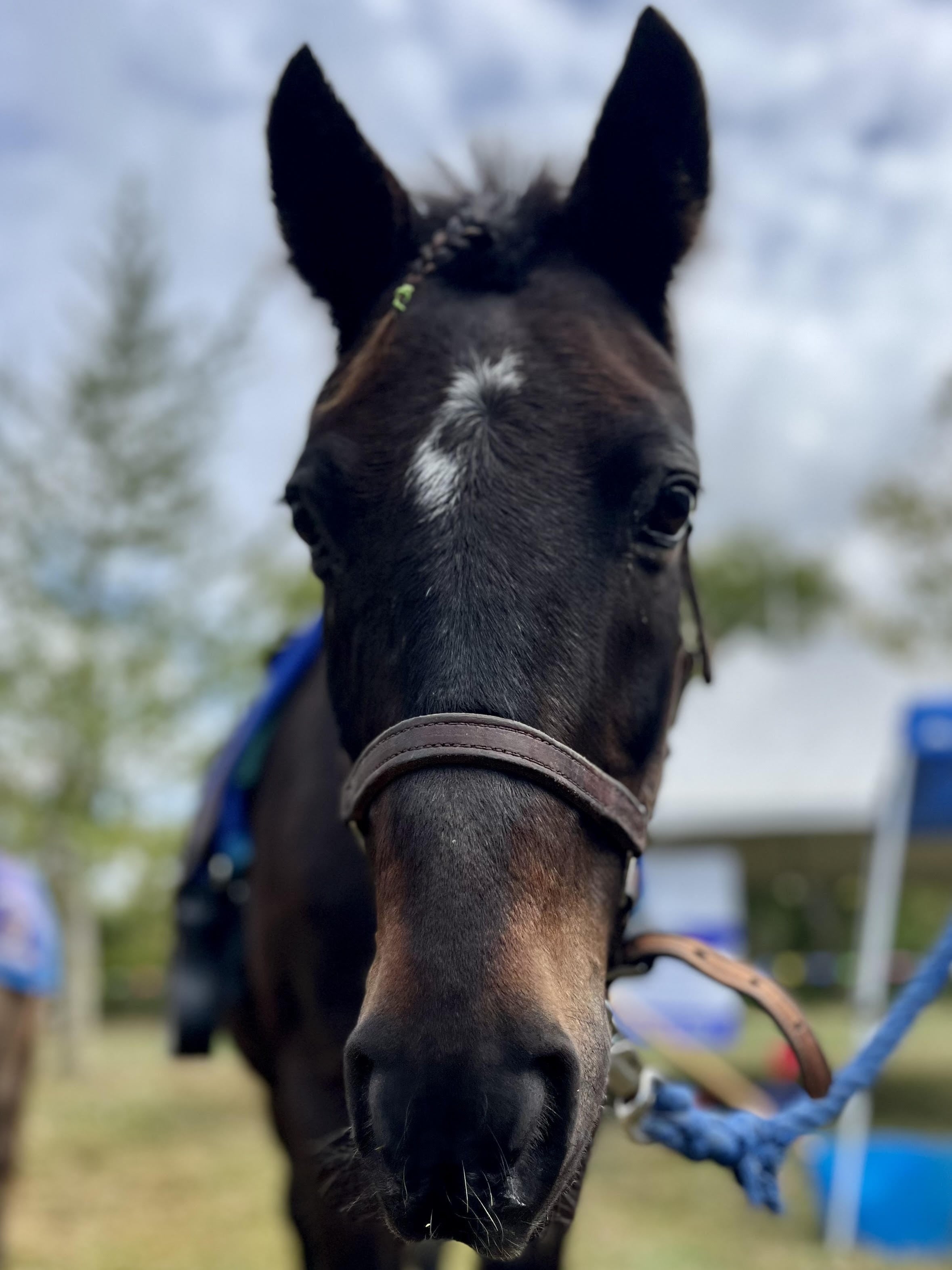 horse rescue
save a horse
save a horse ride
horse rescue ohio
horse rescue in ohio
horse rescue adoption
save a horse song
horse rescue organizations
pony rides