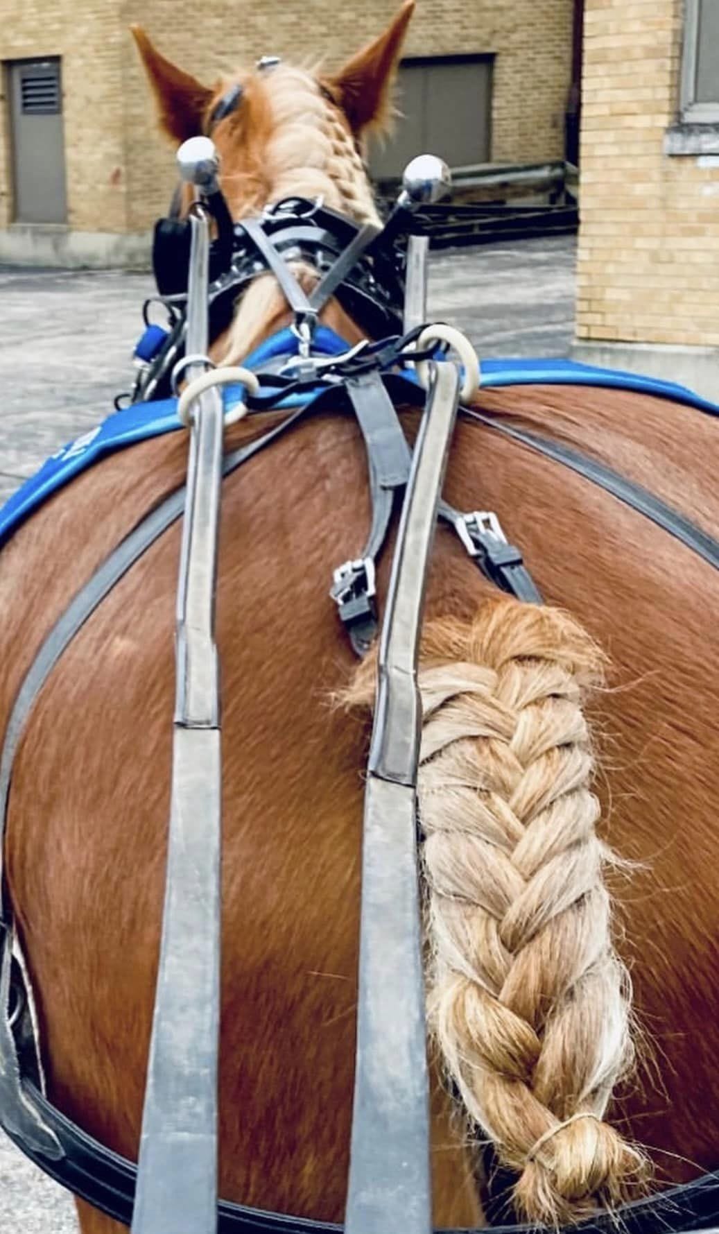 horse wedding theme
wedding transportation
wedding transportation ideas
romantic horse and carriage rides
wedding day transportation
ohio
columbus oh