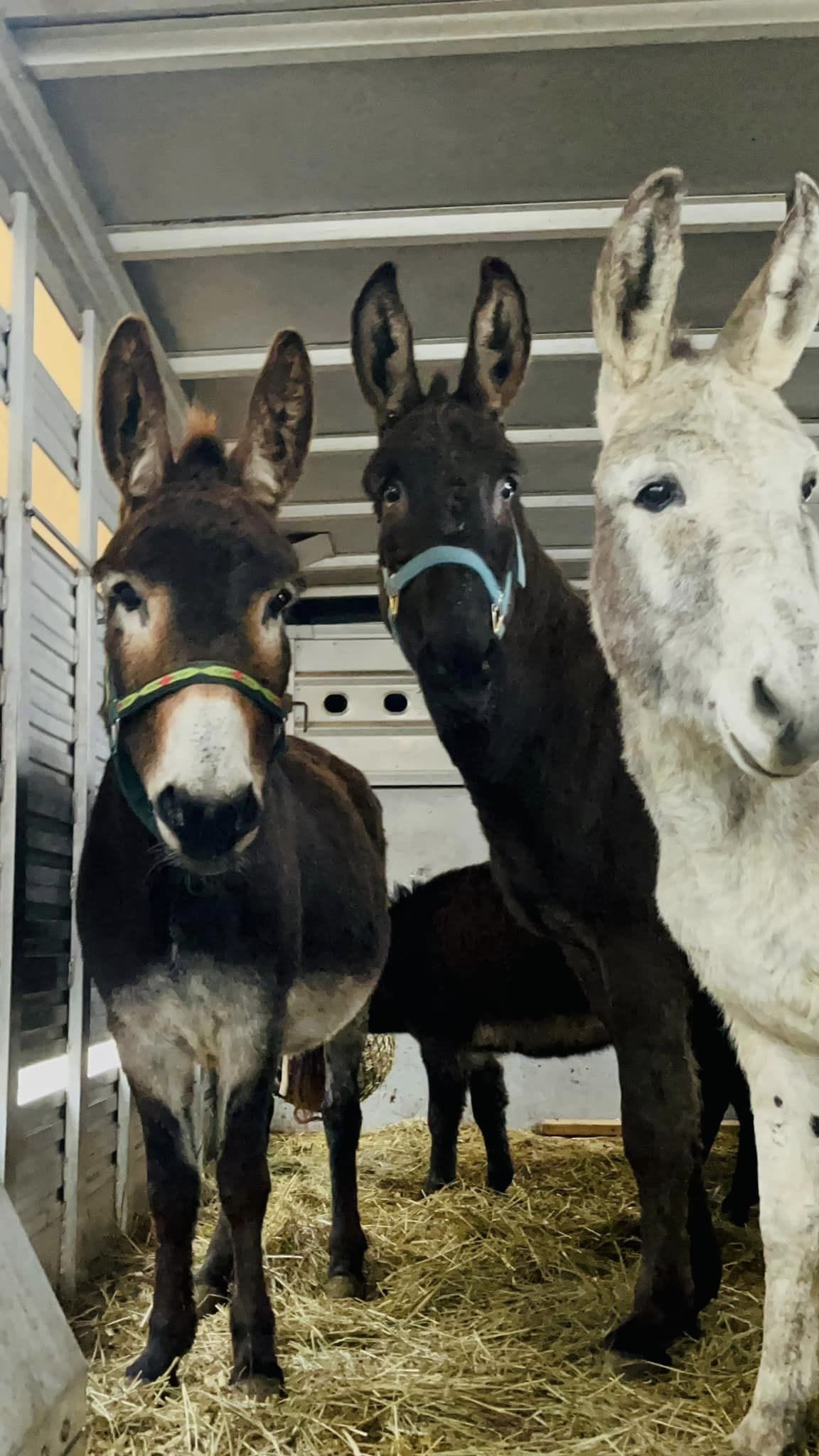 pony ride services
pony ride service
horse riding farm
farms with horse riding
horseback riding farm
petting horses near me
horse petting farms near me