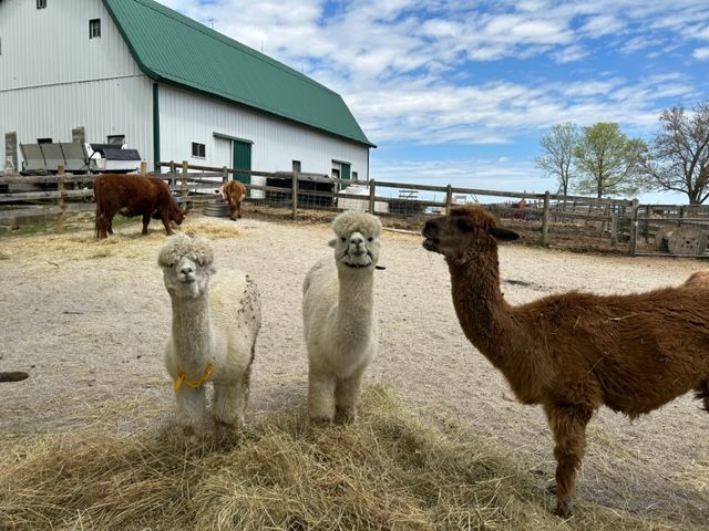 church event, church entertainment, family friendly entertainment, family friendly fun, farm venue, farm tour,where to have birthday party, ohio, grove city oh