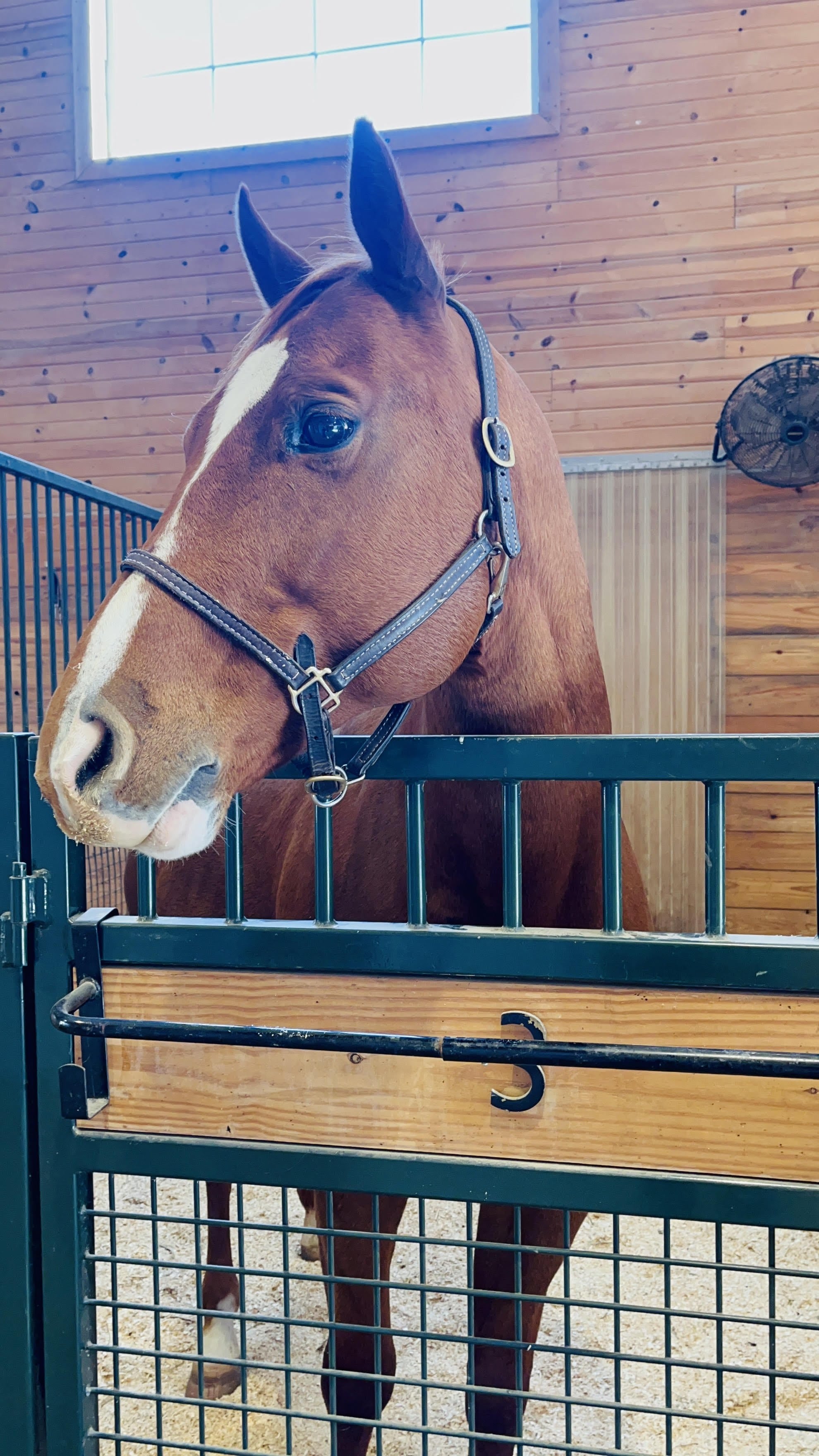 farm animal parties
horse rentals for parties
horse n around
horse'n around
ohio petting zoos
ohio petting zoo
petting zoos ohio
petting zoo ohio
horse birthday