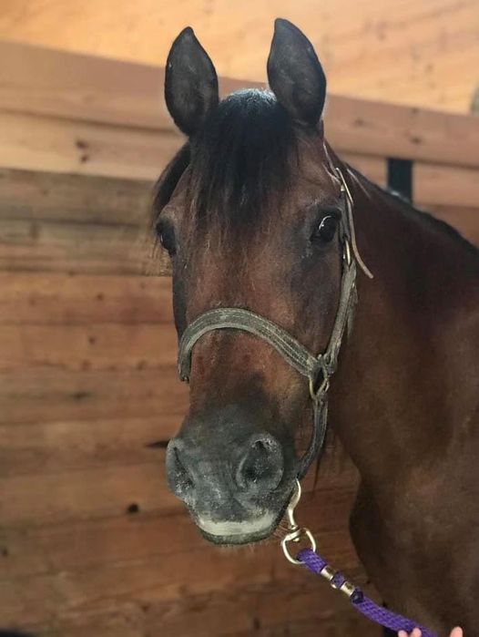 pony ride near me, horse fun, pony rentals near me, ride a horse near me, ohio horseback riding, farms with horses near me, trail ride on horses, petting zoo